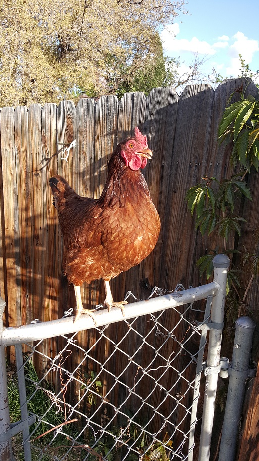 urban-homesteader